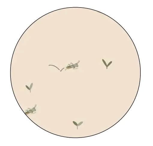 MORE THAN BABIES set 2 pièces / grasshopper by Citron Grenadine