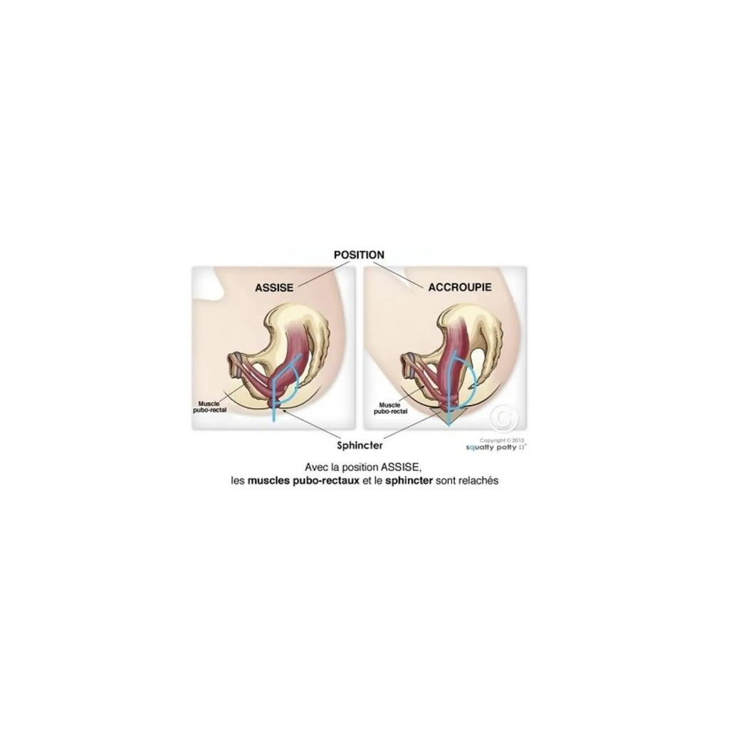 ECOPITCHOUN pot physiologique naturel, Citron Grenadine - diagramme pelvien montrant muscles pubo-rectaux et sphincter