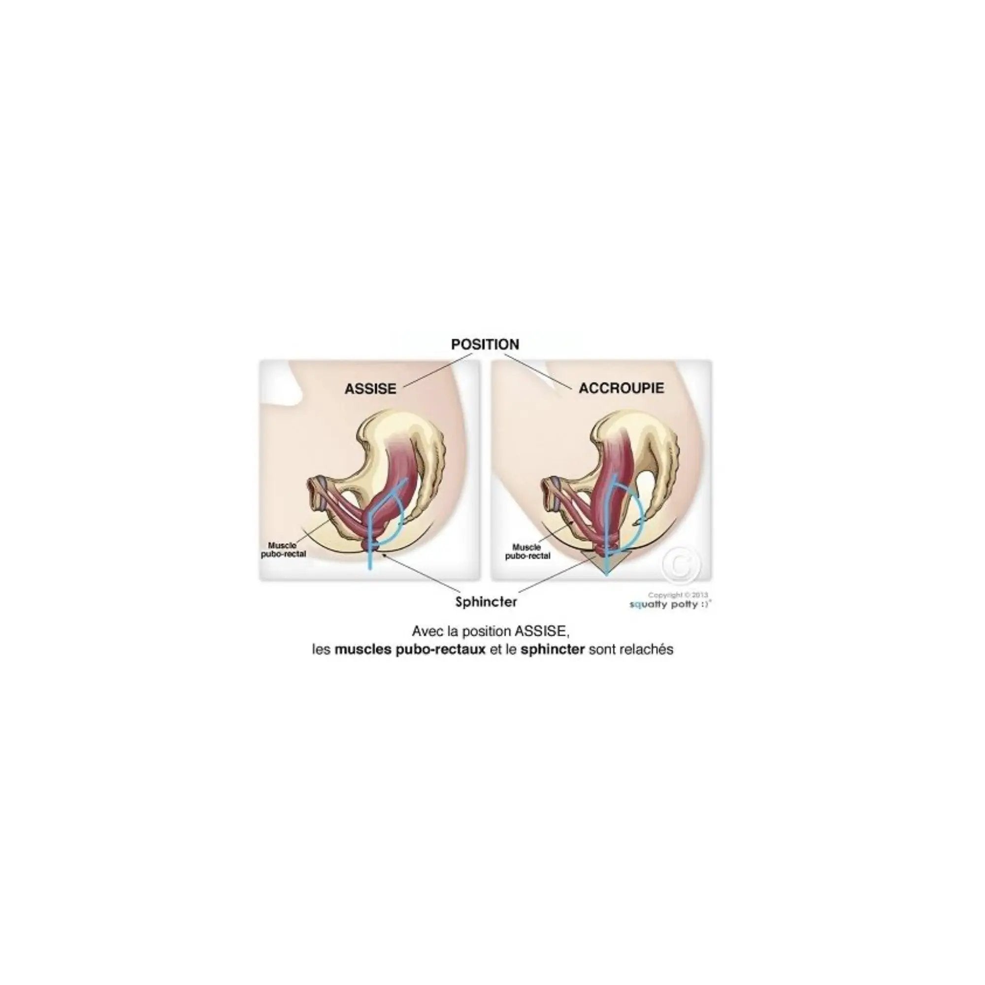 ECOPITCHOUN pot physiologique naturel, Citron Grenadine - diagramme pelvien montrant muscles pubo-rectaux et sphincter